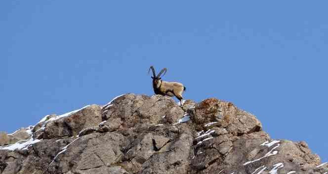 Nesli tehlikede olan yaban keçilerine katırlarla ot taşındı
