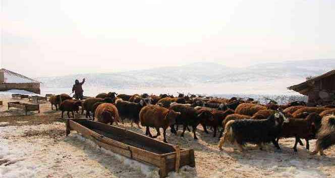 Bingöl’de besicilerin kış mesaisi sürüyor