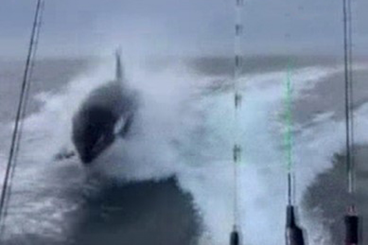 Meksika'da katil balina tekneyi kovaladı