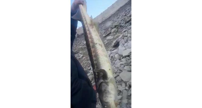 200 milyon yıldır var olan Mersin Balığı Gümüşhane’de görüldü