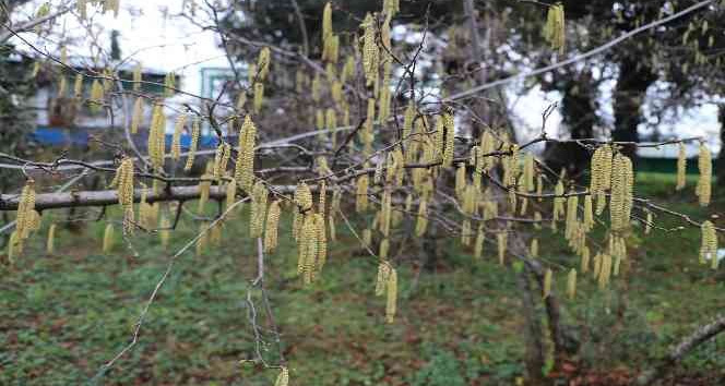 FİSKOBİRLİK’ten fındık üreticilerine sigorta uyarısı