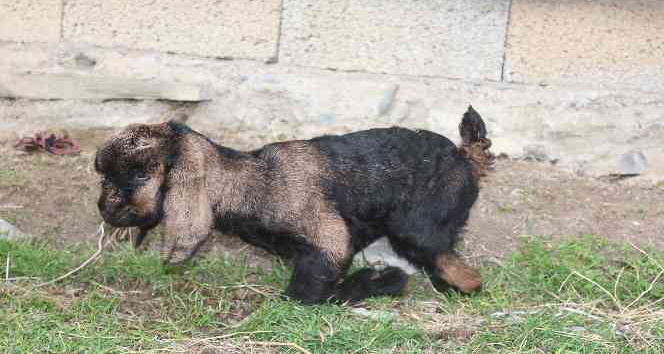 Arka bacakları kısa doğan oğlağa gözü gibi bakıyor