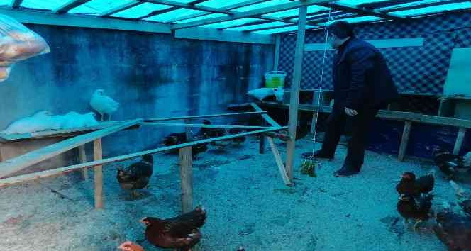 Lise öğrencileri hayallerini gerçekleştirmek için tavuk yetiştirip, yumurta üretiyor