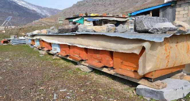 Şırnak’ta bal arıları 5 aylık kış uykusundan uyandı