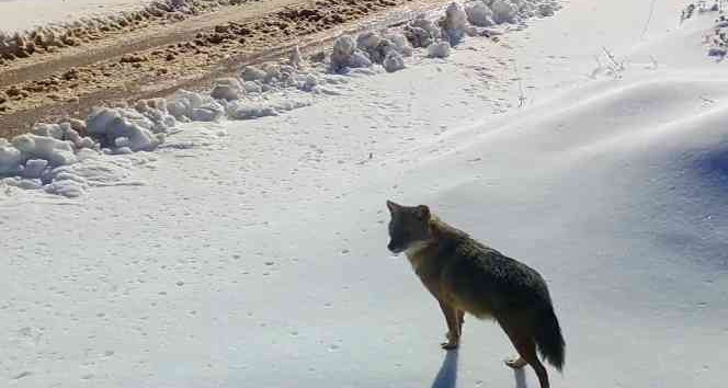 Yalova’da zorlu kış şartlarındaki yaban hayatı görüntülendi