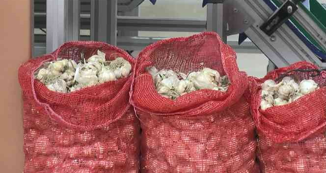 Türkiye’nin en iyi sarımsağı Kapadokya’da susuz yetişiyor