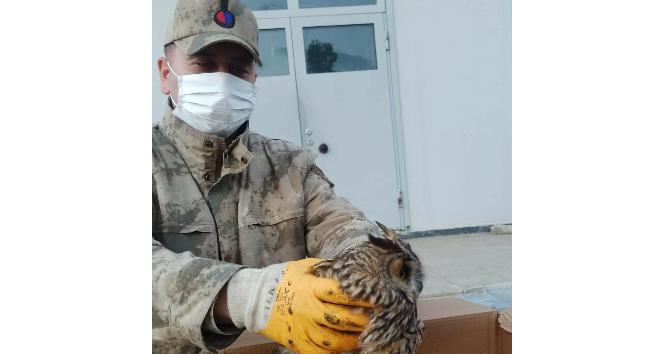 Mardin’de jandarmanın bulduğu yaralı baykuş koruma altına alındı
