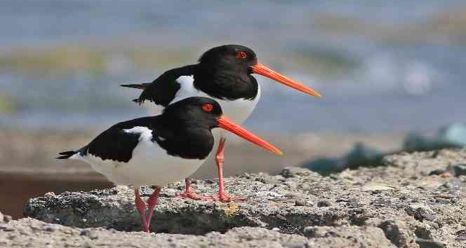 Hersek Lagünü’nde Poyrazkuşu sevinci