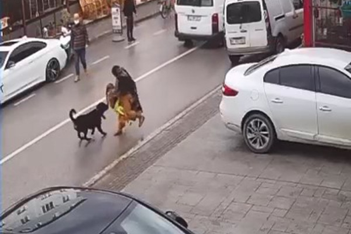 Köpek üzerine doğru koşunca kucağındaki çocuğu düşürdü