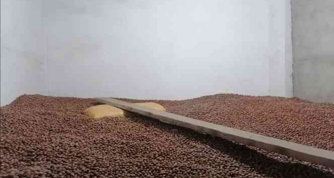 Giresun’da fındık fiyatı düştü