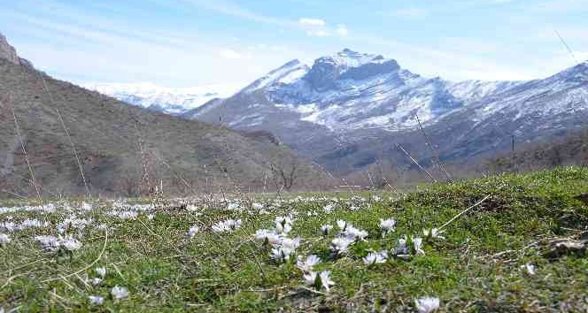 Şırnak dağlarına baharın habercisi kardelenler çiçek açtı