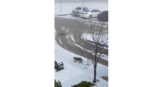 Aç kalan tilki hastane bahçesine girdi