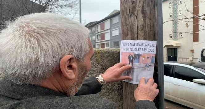 (ÖZEL) Kaybettiği köpeklerini bulmak için sokak sokak dolaşıyor