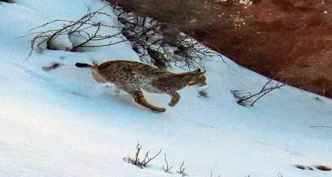 Ormandaki hayalet olarak bilinen vaşakların 3’ünü aynı yerde fotoğraflamayı başardı