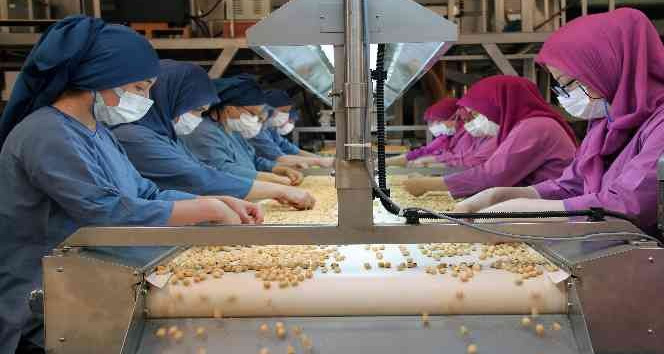 Fındıkta kadın emeği