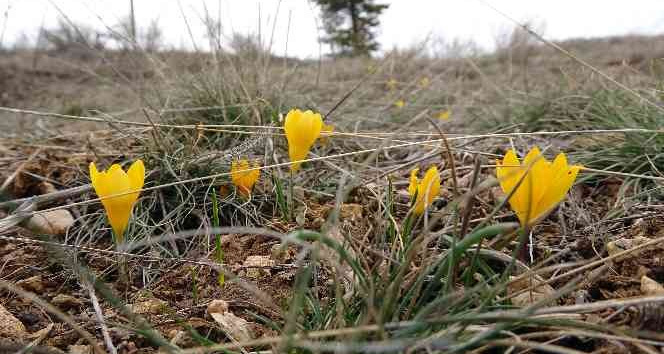 Yozgat’ta baharın habercisi ‘Çiğdemler’ çiçek açtı