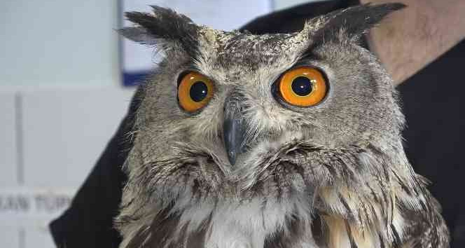 Kanadından yaralanan puhu kuşu, ampute edilmekten kurtarıldı