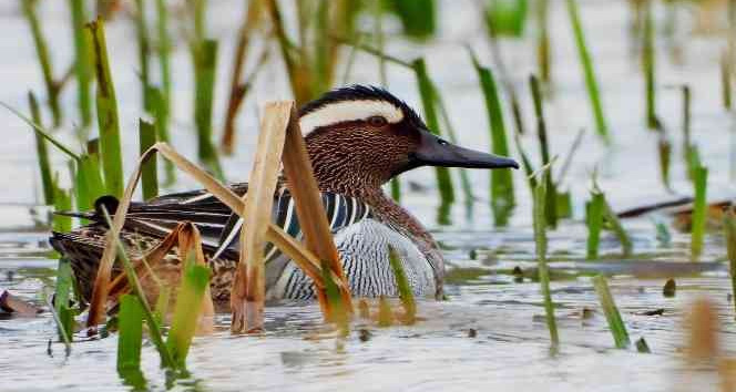 Bu yılın ilk ördeği Hersek Lagününde