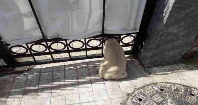 Kafası demir kapıya sıkışan yavru köpek kurtarıldı