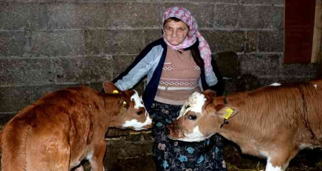 Yalova’da Suni Tohumlama Projesi meyvelerini vermeye başladı