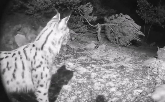 Ormanın hayaleti vaşak fotokapana yakalandı