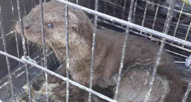 Sokak köpeklerinin yaraladığı su samuru tedavi edildi