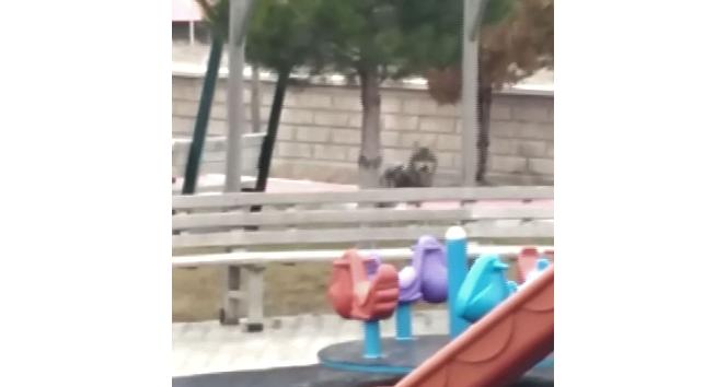Yozgat’ta kurt oyun parkına indi