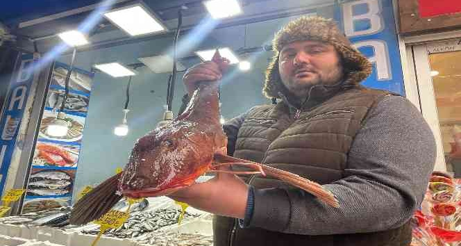 Bu kırlangıç balığı 800 TL