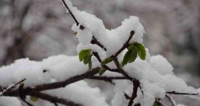 Soydan: “Şuan için zirai don yok ancak risk devam ediyor”