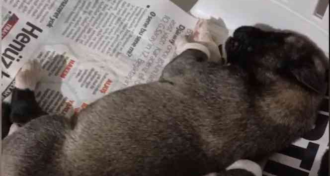 Şaşkına çeviren olay: Yeni doğan yavru köpek ’anne’ dedi