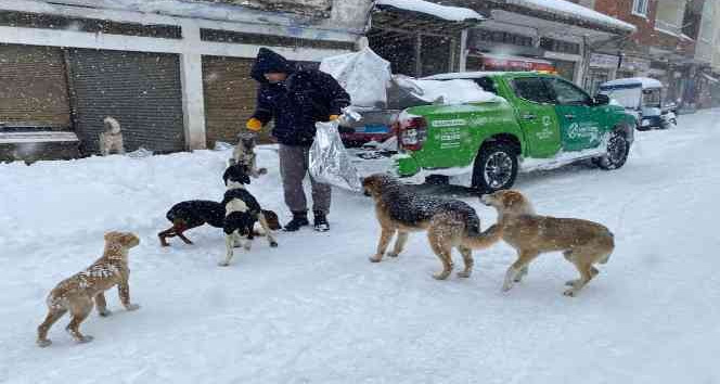 Ordu’da sokak hayvanlarını besleme seferberliği