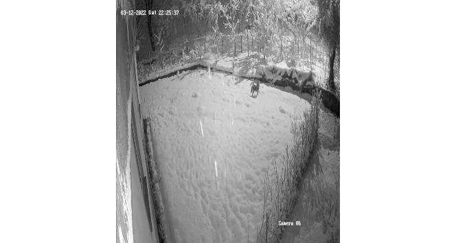 Giresun’da aç kalan kurtlar şehir merkezine indi