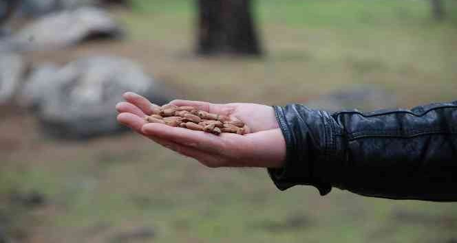 Kozak Yaylası’nda çam fıstığı bekleyişi
