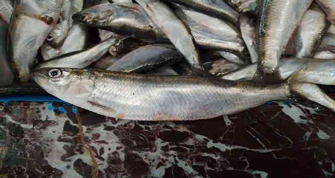 Vitamin deposu ‘tirsi’