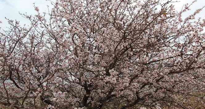 Badem ağaçları gelin gibi süslendi