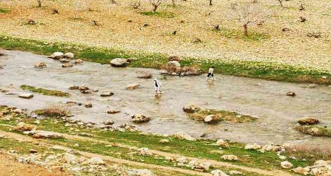 Mardin’de çocuklar soğuk havada derede yüzdü