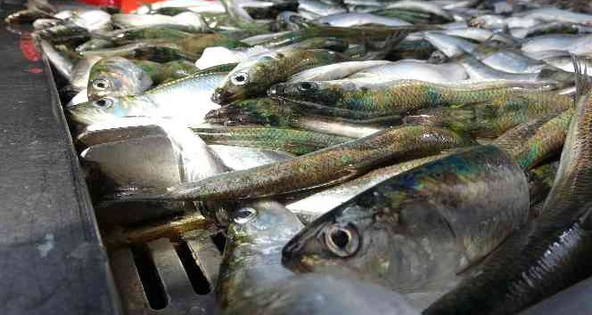 Yağıyla mangal söndüren balık tirsi