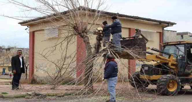 Kilis’te ağaçlar budanıyor