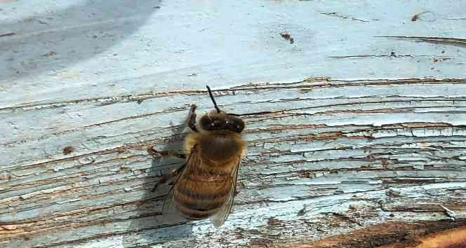 Yalancı bahar bal arılarını vurdu