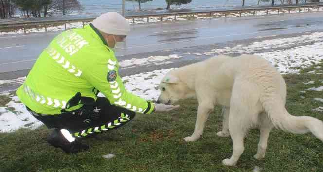 Sokak hayvanlarını elleriyle beslediler