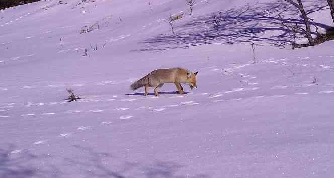 Kırıkkale’nin yaban hayatı fotokapanlara yansıdı