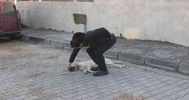 Kilis’te vicdansız sürücü köpeği ezerek kaçtı