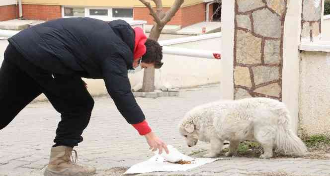 Vicdansızlar bunu da yaptı: Sokak hayvanlarının mama kaplarını çaldılar