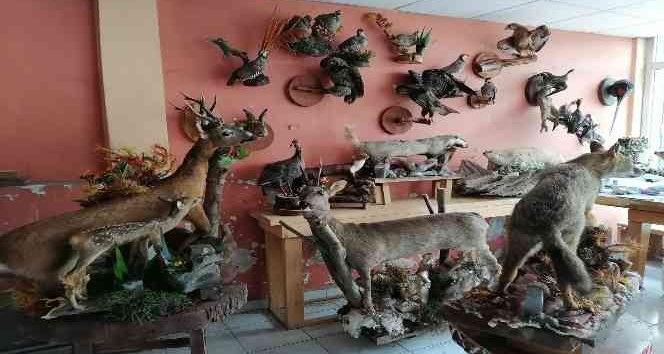 Ölü hayvanların içini doldurup işyerinde sergiliyor