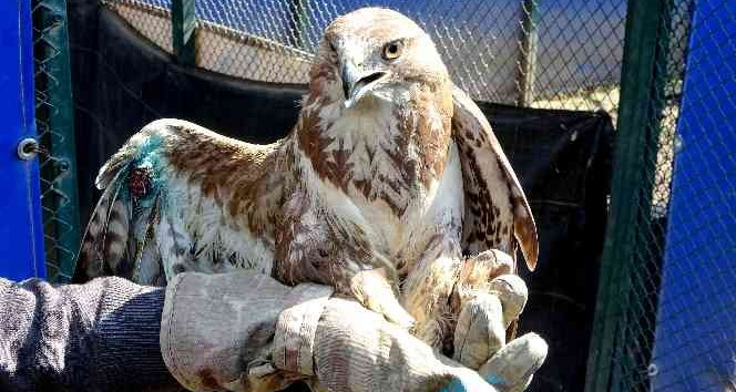 Yaralı halde bulunan kızıl şahin tedavi altına alındı