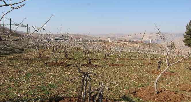 Yağışlar çiftçinin yüzünü güldürdü, rekoltede artış bekleniyor