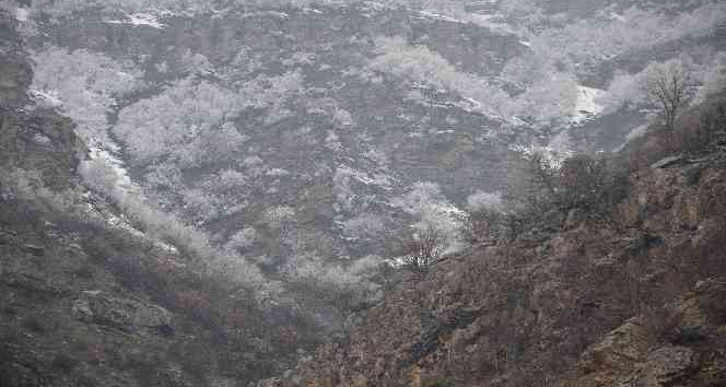 Ağaçlar baharda yeşil yerine beyaza büründü