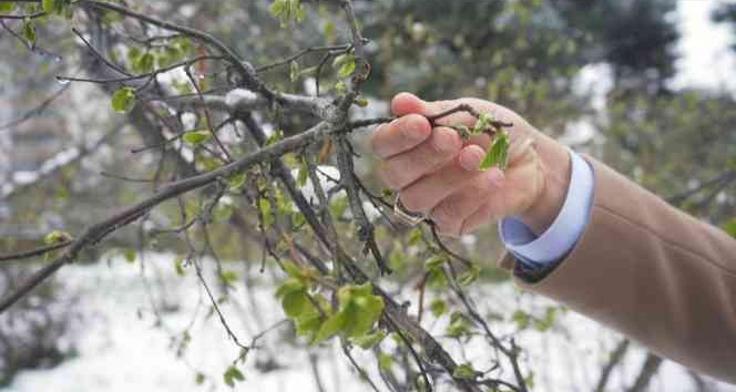FİSKOBİRLİK Başkanı Bayraktar fındıkta zirai don riskine dikkat çekti