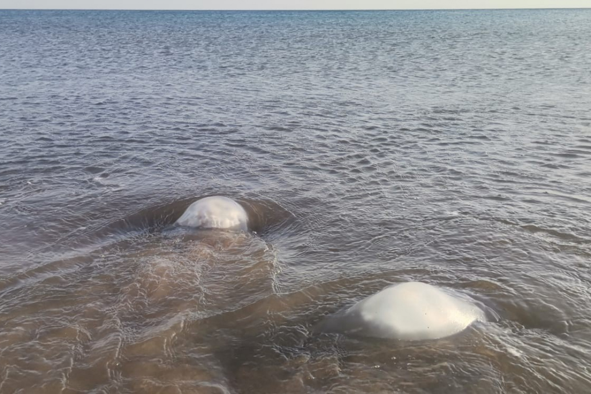 Yüzlerce denizanası kıyıya vurdu, profesör uyardı: 'Yakınına yaklaşmayın ve dokunmayın'