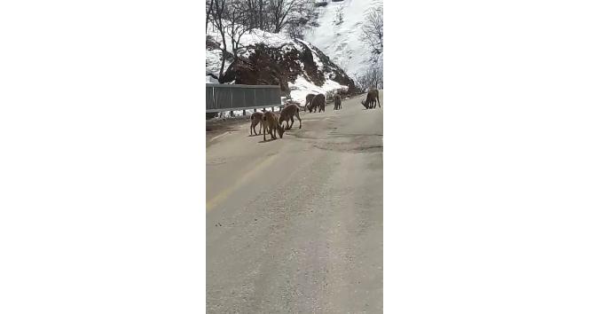Koruma altındaki dağ keçileri trafiğe indi